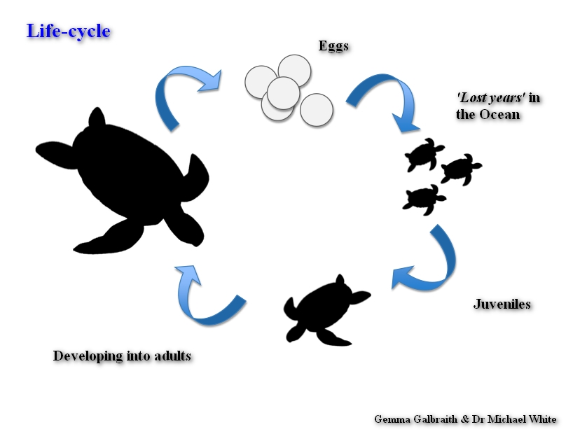 Green Sea Turtle Life Cycle Diagram
